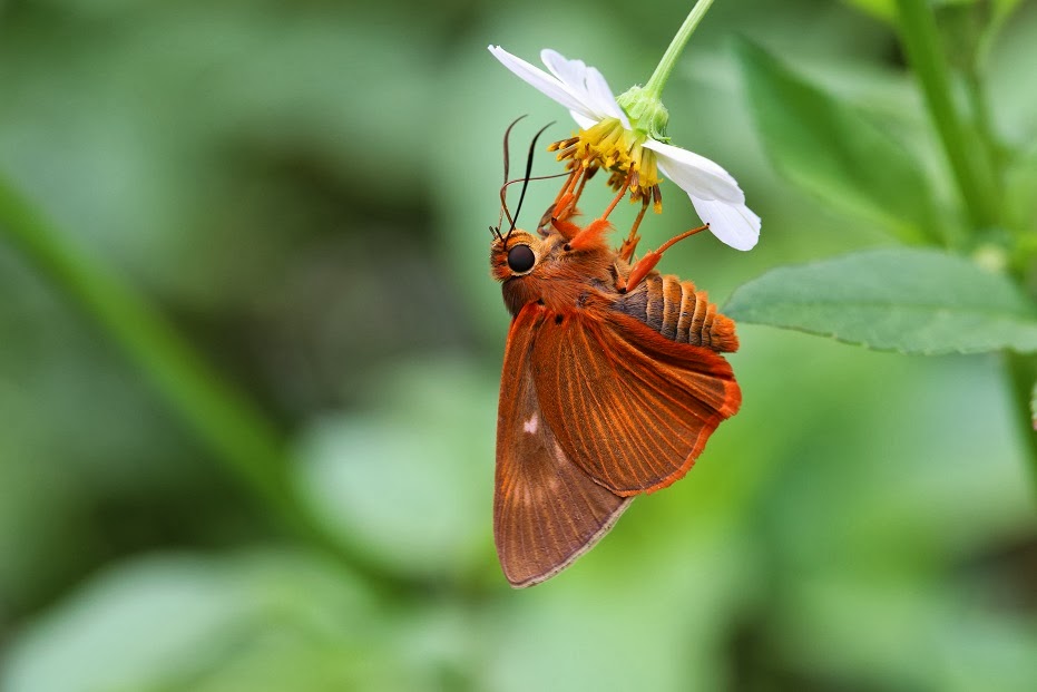 臺灣蝴蝶誌Butterflies in Taiwan: 橙翅傘弄蝶/鸞褐弄蝶Burara jaina